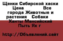 Щенки Сибирской хаски › Цена ­ 18 000 - Все города Животные и растения » Собаки   . Ханты-Мансийский,Пыть-Ях г.